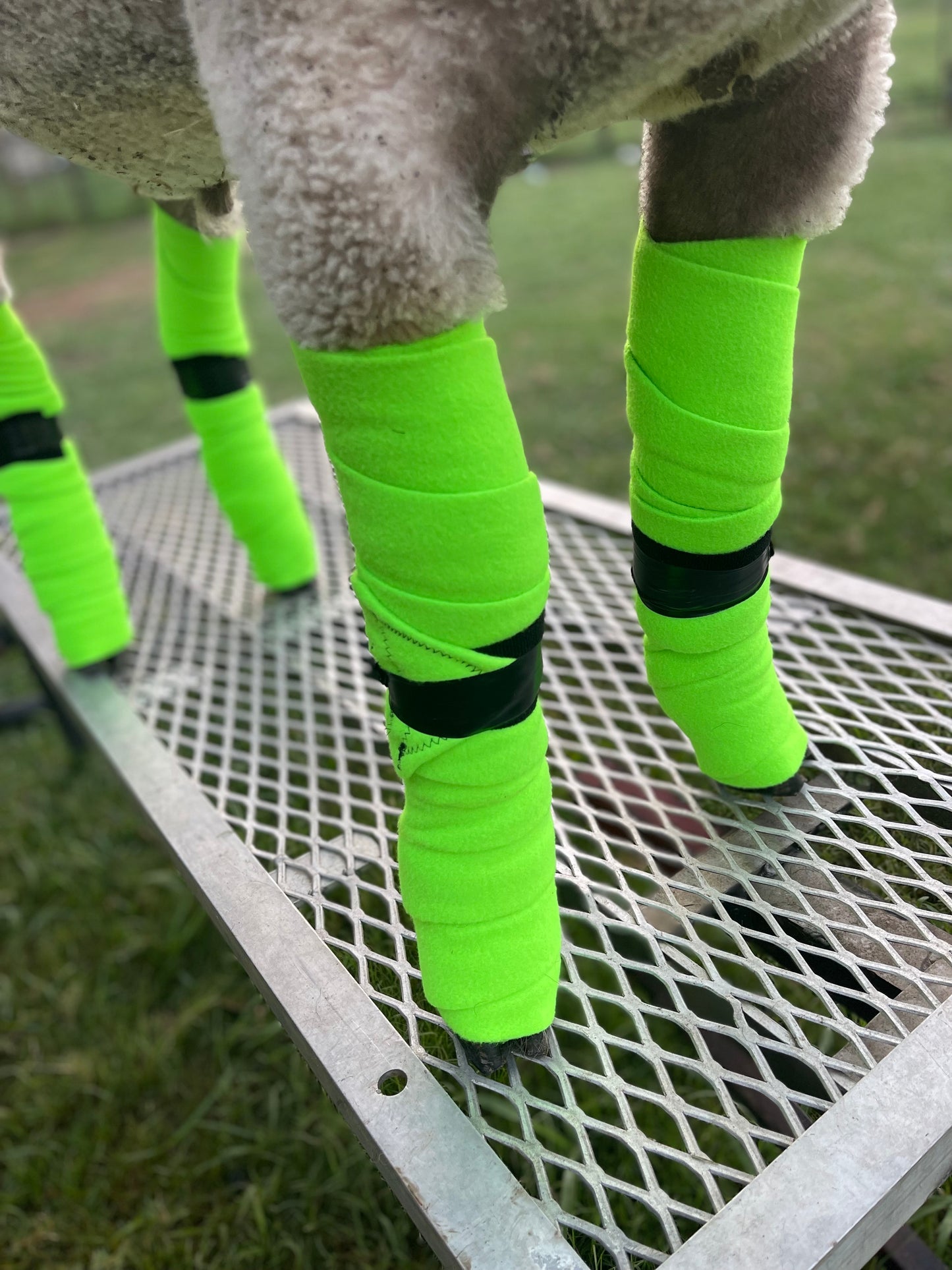 Polo Leg Wraps- Solid Colors